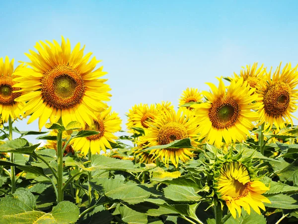 Žlutá slunečnice přes jasné modré nebe pozadí. — Stock fotografie