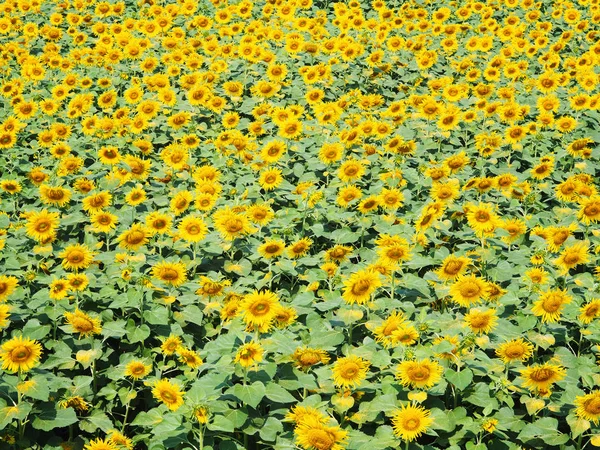 Kvetoucí žluté slunečnice pole pozadí. — Stock fotografie