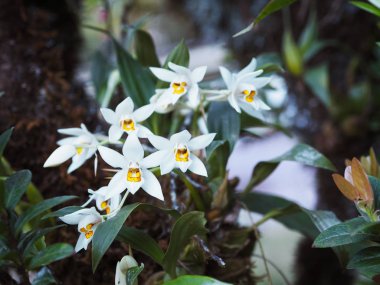 Büyük ağaçtaki beyaz orkide çiçeğini kapat.