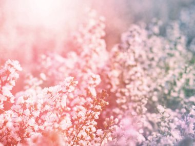 beyaz İtalyan Asterları veya Michaelmas Daisy (Aster Amellus) çiçekleri