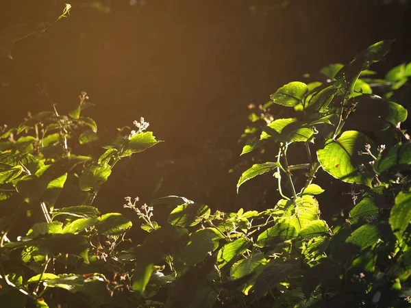 Luz e sombra em folhas verdes na floresta ao nascer do sol . — Fotografia de Stock