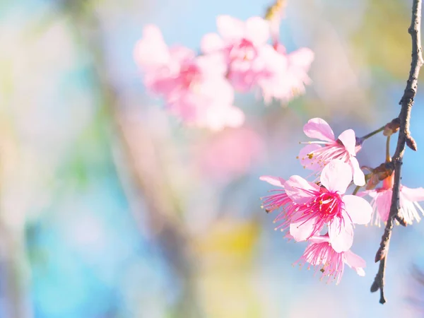 분홍색 벚꽃 꽃 만개. — 스톡 사진