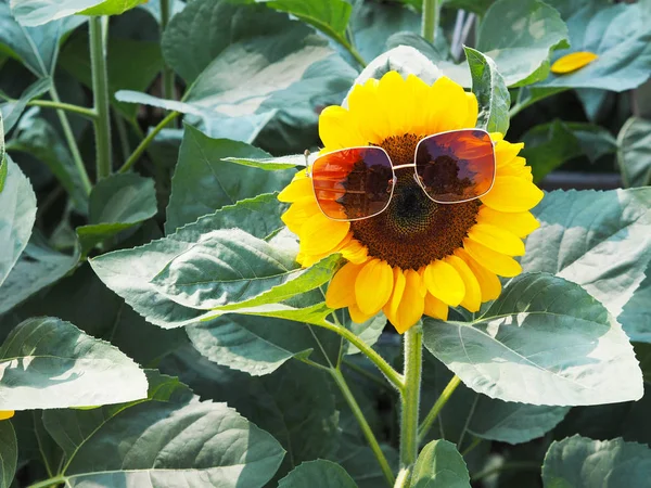 Słonecznik z okularami i zielonymi liśćmi — Zdjęcie stockowe