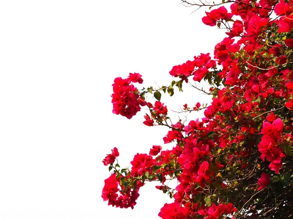 Red Bougainvillea flower for natural summer background. — 스톡 사진