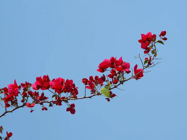 Red Bougainvillea flower for natural summer background. — 스톡 사진