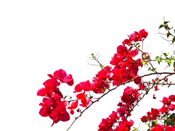 Красный цветок бугаинвиллеи на естественном летнем фоне . — стоковое фото