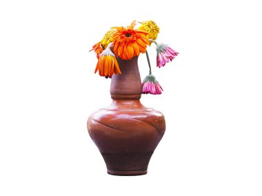 Kahverengi vazoda solmuş Gerbera beyaz arka planda