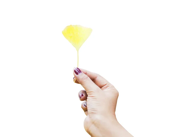 Mano sosteniendo hoja de ginko amarillo aislado — Foto de Stock