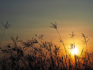 silhouette little wild flowers meadow in the morning