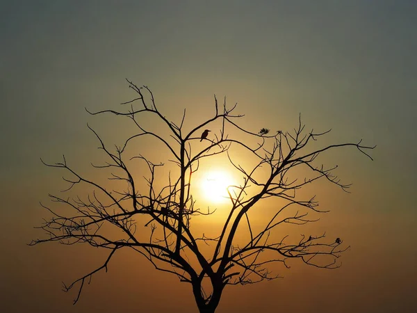 Силуэт мертвое дерево с ветками веток на восходе солнца — стоковое фото