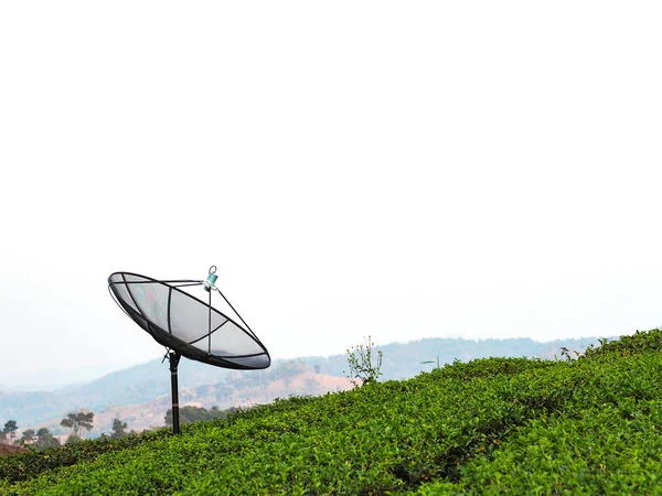 Satellite dish in green tea farm — 图库照片