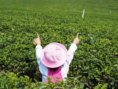 Çay tarlasında kollarını kaldıran mutlu genç bir kızın arka manzarası.. 