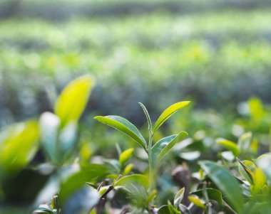 Sabah yeşil çay çiftliğindeki taze çay yaprağını kapat.