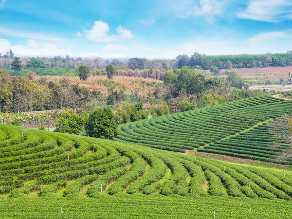 Herbaty Zielone Pole Błękitne Niebo Wschodzie Słońca Północnej Tajlandii Wiosną — Zdjęcie stockowe