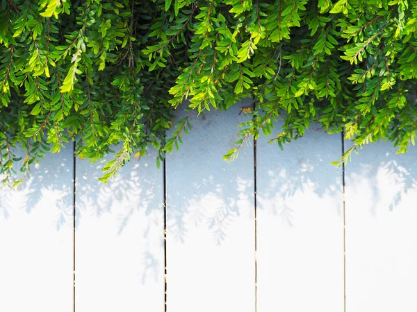 Cerrar Planta Enredadera Hojas Verdes Sobre Madera Vintage Blanca Fondo —  Fotos de Stock