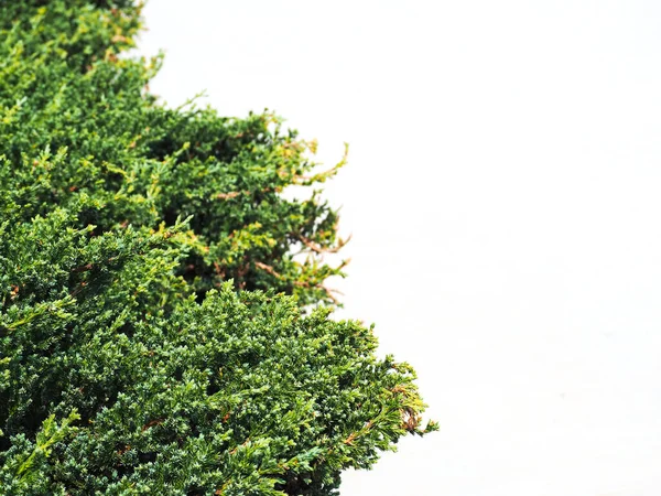 Cerca Planta Enredadera Las Hojas Verdes Por Color Blanco Fondo — Foto de Stock