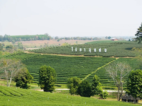 Chiang Rai Tajlandia Lutego 2020 Krajobraz Plantacji Herbaty Choui Fong — Zdjęcie stockowe