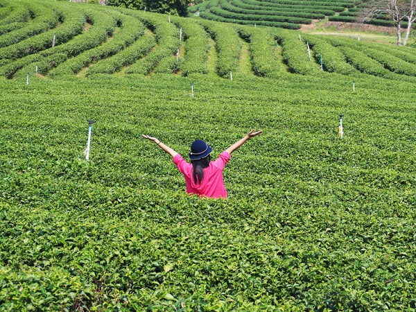 Powrót Widok Wolności Turystka Podnosi Ręce Góry Plantacji Herbaty Choui — Zdjęcie stockowe