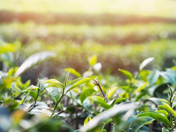 Close Folha Chá Fresco Fazenda Chá Verde Pela Manhã — Fotografia de Stock