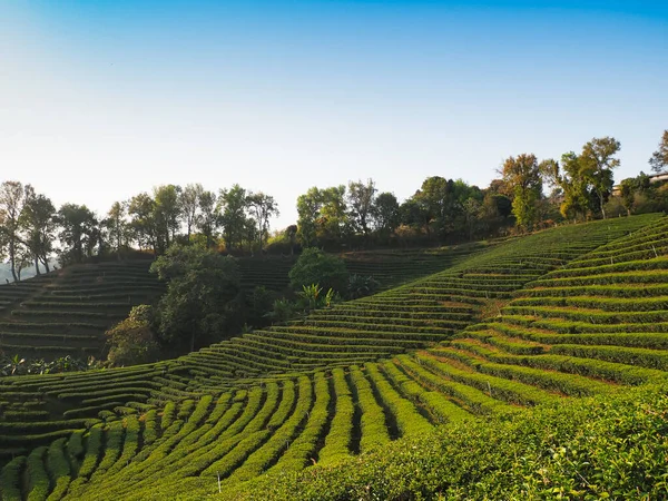 Krajobraz Tła Zielonej Herbaty Gospodarstwa Górze Północnej Tajlandii — Zdjęcie stockowe