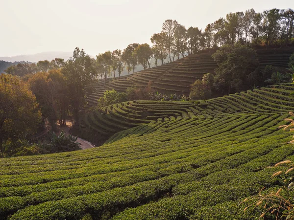 泰国北部山区绿茶农场的景观背景 — 图库照片