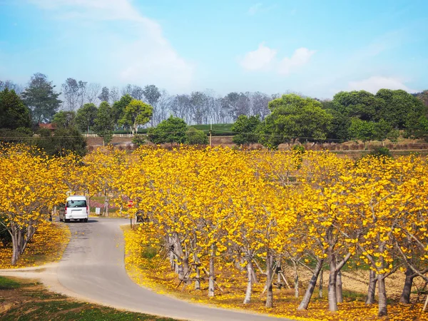 Virágzó Sárga Cochlospermum Virágok Singha Park Boon Rawd Farm Chiang — Stock Fotó