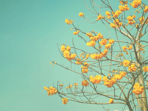 Kvetoucí Žlutá Cochlospermum Regium Nebo Žluté Bavlněné Květy Jasně Modré — Stock fotografie