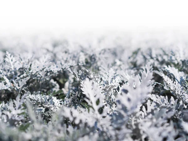 Zavřít Rostlina Cineraria Roste Květinovém Záhonu Šedé Listy Keře Přírodní — Stock fotografie