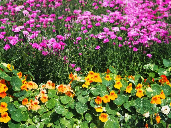 夏と春の自然を背景に緑の葉を持つ庭のカラフルなピンクと黄色の花 — ストック写真