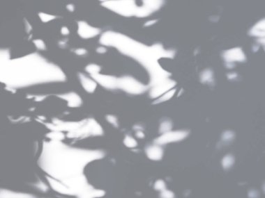 Soyut ışık ve beyaz duvardaki yaprakların gölgesi. Doğal arkaplan.