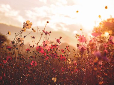 Siluet pembe kozmos çiçeği tarlada, gün doğumunda gökyüzü arka planında Bokeh ile birlikte, vintage filtre etkisi.
