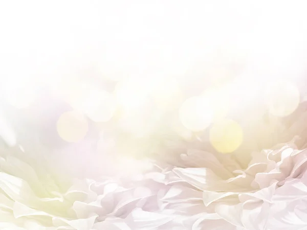 コピースペース付きの抽象的な花の背景 春や夏の時間のための柔らかいスタイルで白い色に菊の花の花びらを閉じます — ストック写真