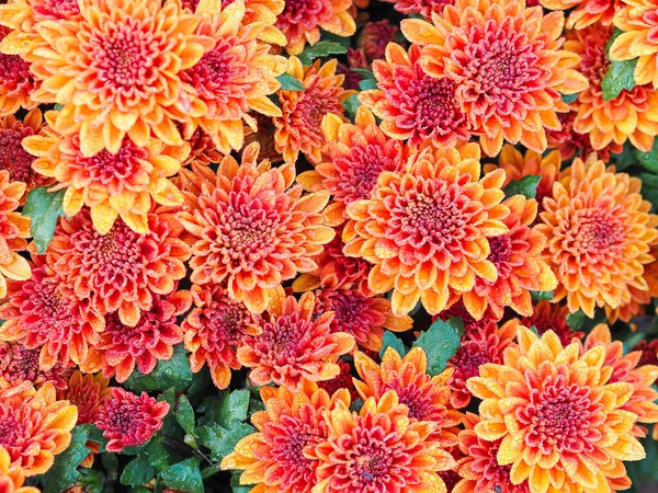 Close Beautiful Orange Chrysanthemum Flowers Water Drops Greenhouse Farm — Stock Photo, Image
