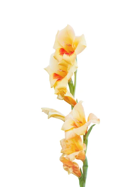 Közelről Gyönyörű Sárga Gladiolus Virágcsokor Elszigetelt Fehér Háttér — Stock Fotó