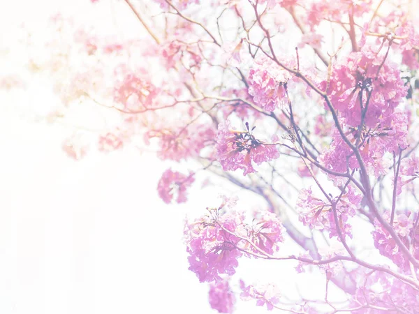 Bahar Yaz Aylarında Klasik Filtre Efektli Pembe Trompet Çiçekleri Sevgililer — Stok fotoğraf
