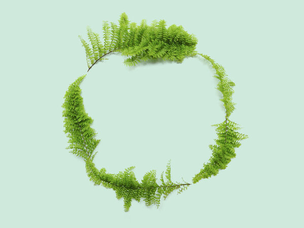 Fern Leaves Green Background Leaf Circle Frame Spring Time Nature — Stock Photo, Image