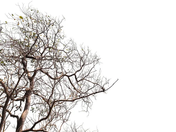 Silhueta Árvore Galhos Mortos Folhas Secas Sobre Cor Branca Para — Fotografia de Stock