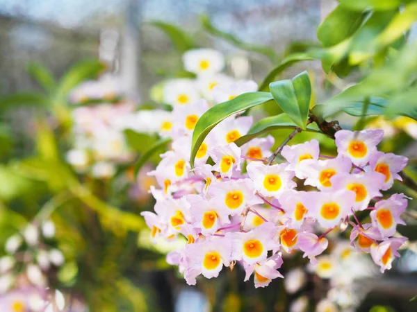 Beautiful Vibrant Orchid Row Farm Green Leaf Flower Farm — Stock Photo, Image