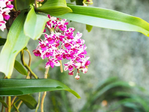 Hermosas Flores Orquídea Rhynchostylis Farm Tailandia —  Fotos de Stock