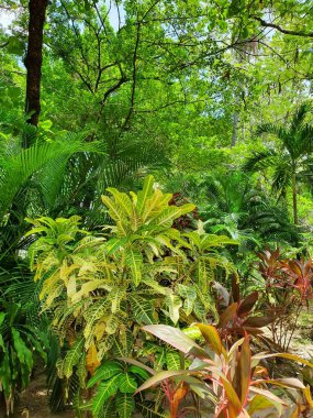 Flora 'da biyolojik çeşitlilik ve çevrenin bakımı