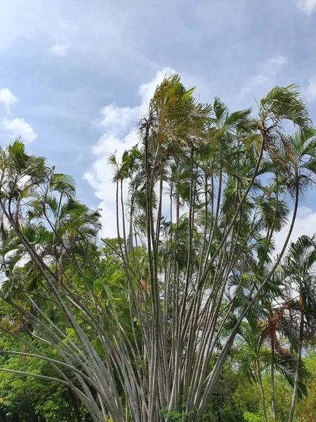 Biologisk mångfald i flora och vård av miljön — Stockfoto