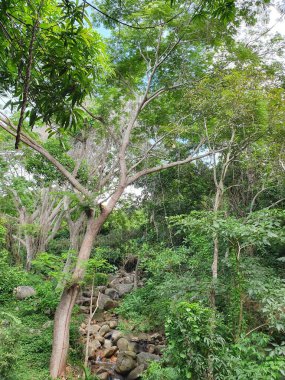 Flora 'da biyolojik çeşitlilik ve çevrenin bakımı