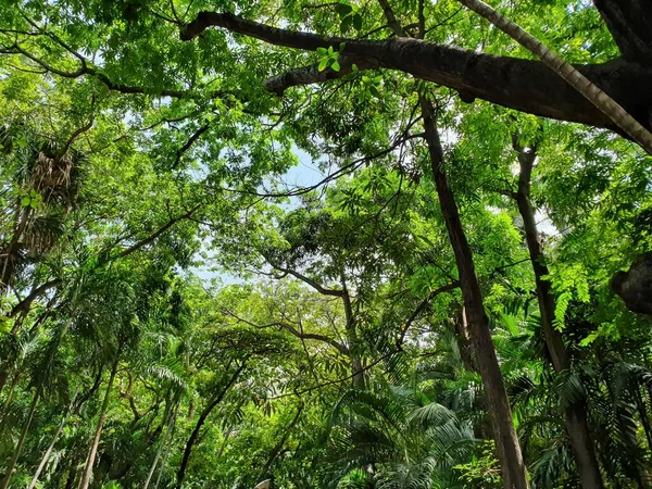 Biologisk mångfald i flora och vård av miljön — Stockfoto