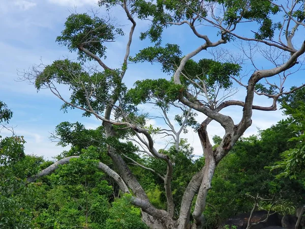 Grönt liv, tropiskt klimat vegetation under sommarsäsongen — Stockfoto