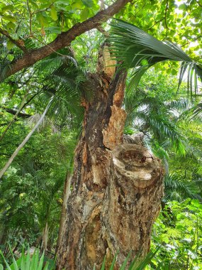 bitki örtüsü çeşitliliği ve çevrenin bakımı