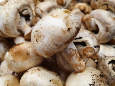 Vejetaryen yemeği hazırlamak için vitaminli doğal malzeme.