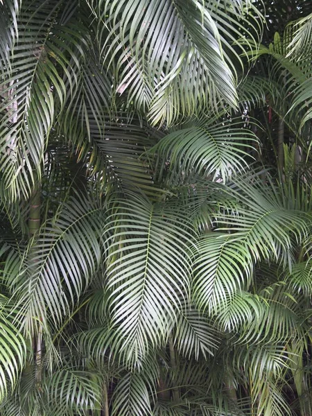 Bahçe dekorasyonu için tropik bitki