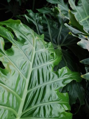 Çevre duyuruları ve bahçe satışı için arkaplan