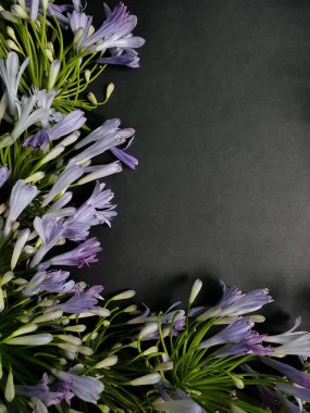 mor agapanthus çiçeği ve siyah arkaplan