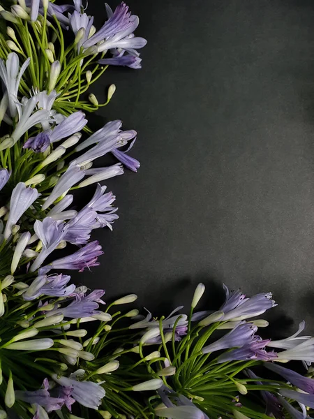 mor agapanthus çiçeği ve siyah arkaplan